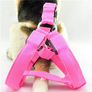 A3Led Dog Collar Rechargeable - Realpets shop